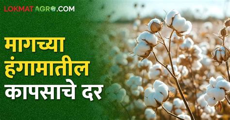 Cotton Bajarbhav मागच्या हंगामातील कापसाला या हंगामात किती मिळतोय दर Cotton Rates Bajarbhav