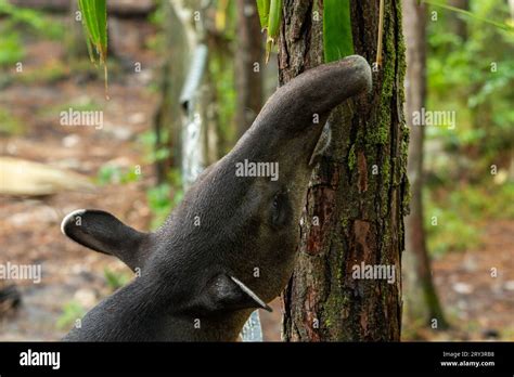 The endangered Baird's Tapir, Tapirus bairdii, trying to reach a palm leaf in the Belize Zoo ...