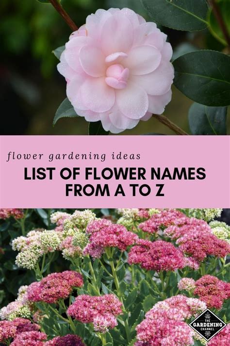 List Of Annual And Perennial Flowers