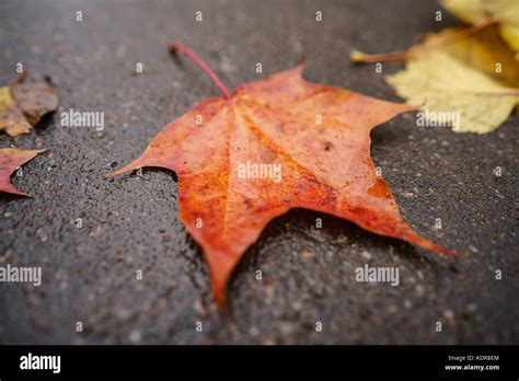 Wet Asphalt Background Hi Res Stock Photography And Images Alamy