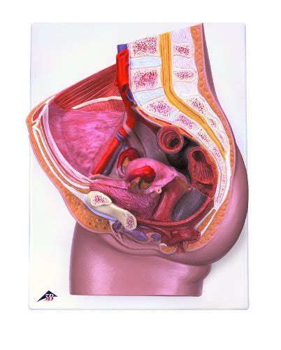 Buy B Scientific H Female Pelvis Model In Median Section Part