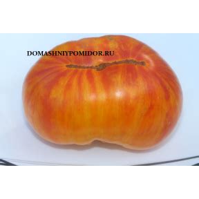 Козула. Сорта селекции Анны Янковски ( Kozula )