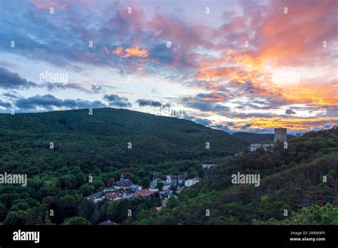 Baden Rauhenstein Castle Valley Helenental Vienna Woods Pinus Nigra