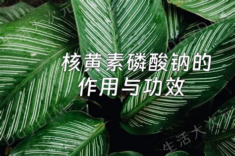 核黄素磷酸钠的作用与功效 Daydim 生活大次元