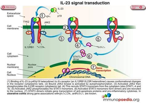 Il 23 Signal Transduction Immunopaedia