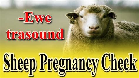 Sheep Health Veterinary Tips For Ultrasound Diagnosis Of Pregnancy In Sheep Youtube