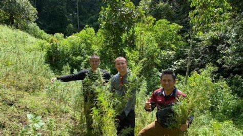 11 Hektare Ladang Ganja Ditemukan Di Madina Bisa Hasilkan 55 Ton Ganja