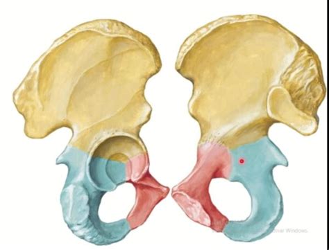 Qu Huesos Delimitan La Cavidad P Lvica Homo Medicus