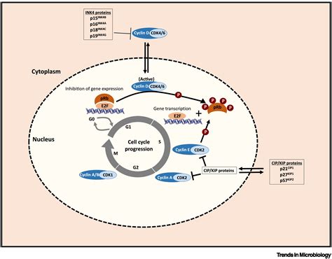 Cyclin Dependent Kinases As Emerging Targets For Developing Novel