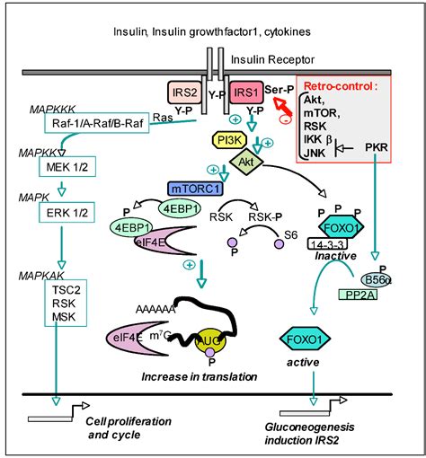 Viruses Free Full Text Dsrna Dependent Protein Kinase Pkr And Its