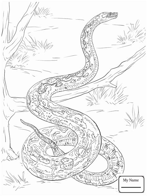 Burmese Python Coloring Pages