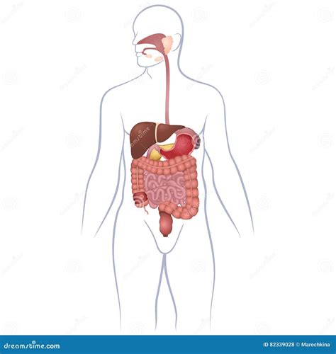 Magen Darm Trakt Organe Vektor Abbildung Illustration Von Medizin