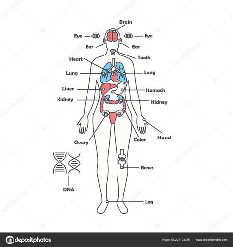 Diagram Of Lady Parts Lady Parts Body Womens Women Anatomy H