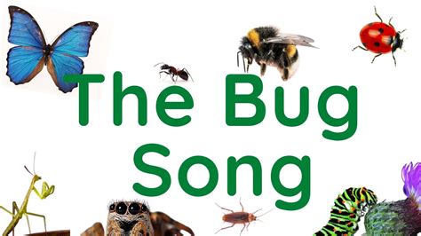 The Bug Song A Fun Esl Song About Bugs Youtube Music