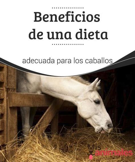 Beneficios De Una Dieta Adecuada Para Los Caballos Mis Animales