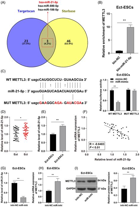 Mir P Is An Upstream Mirna Of Mettl A Upstream Mirnas Of Mettl