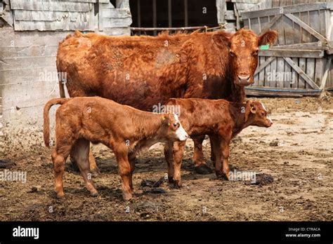 Limousin Calves And Cow In Barnyard Stock Photo Alamy