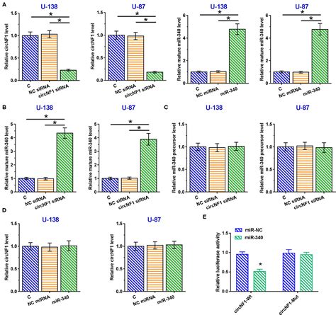 Frontiers Circular Rna Circnf1 Sirna Silencing Inhibits Glioblastoma