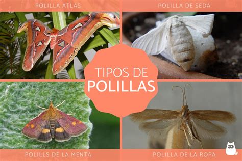 Tipos de polillas Características y ejemplos CON FOTOS