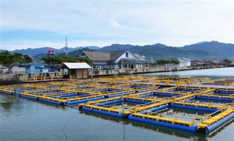 Menangkal Hama Dan Penyakit Ikan Menjaga Keberhasilan Budidaya Ikan Di