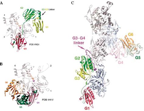 Figure From The Structural Basis Of The Control Of Actin Dynamics By