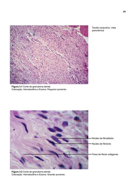 Atlas Digital De Histologia Basica PDF