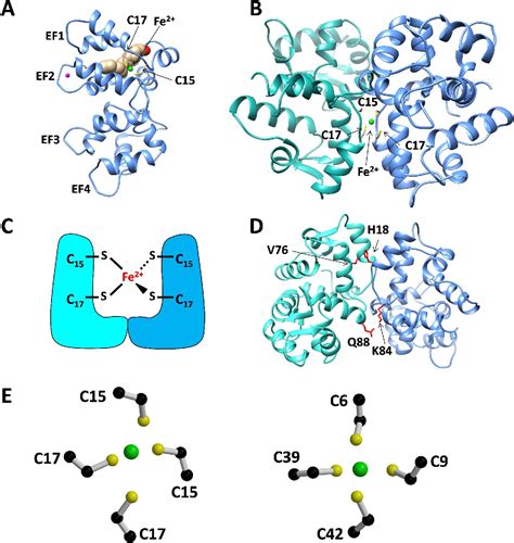 Figure From Structural Characterization Of Ferrous Ion Binding To