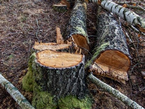 Cortar Troncos De árboles Viejos En El Suelo Concepto De Deforestación