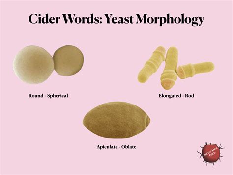 Cider Words Yeast Morphology