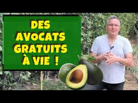 Comment Planter Un Avocatier Et R Colter Des Avocats Rapidement