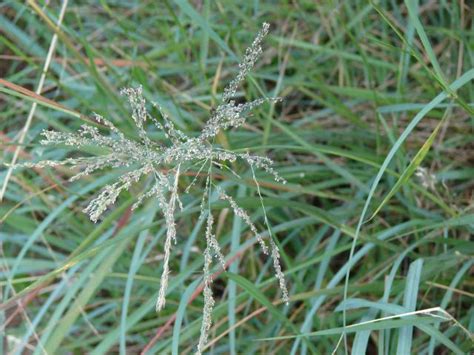 Weeping Love Grass Eragrostis Curvula Feedipedia