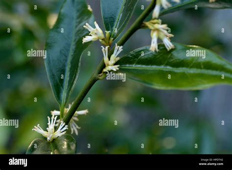 Sarcococca Confusa Christmas Box Stock Photo Alamy