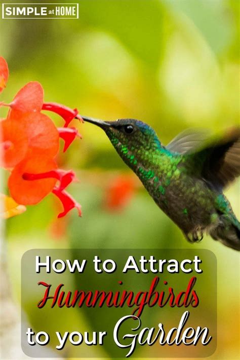 How To Attract Hummingbirds To Your Garden Simple At Home Hummingbird Nectar Hummingbird Food