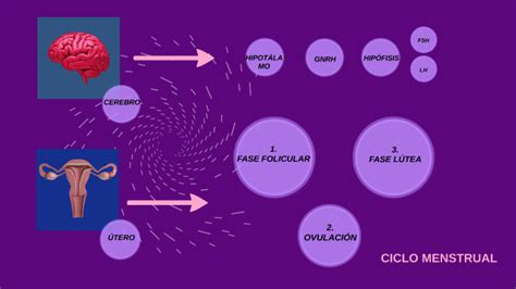 Mapa Conceptual Del Ciclo Menstrual Kulturaupice Otosection Porn Sex