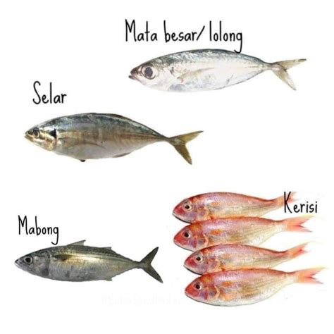 Gambar Jenis Ikan Laut Malaysia Amie S Little Kitchen Kenali Pelbagai