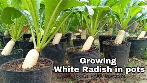 Growing White Radish In Pots From Seeds To Harvest How To Grow White