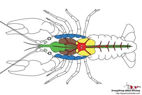 Anatomical Structures Of A Crayfish Diagram Labeled Image De