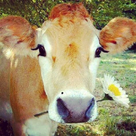 The Prettiest Cow Ive Ever Seen Imgur