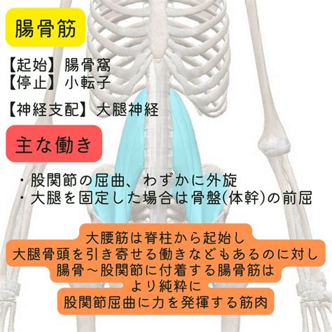 【腸腰筋】解剖学・起始停止と神経支配、働き｜伊藤陵亮【整体×ヨガ×読書】