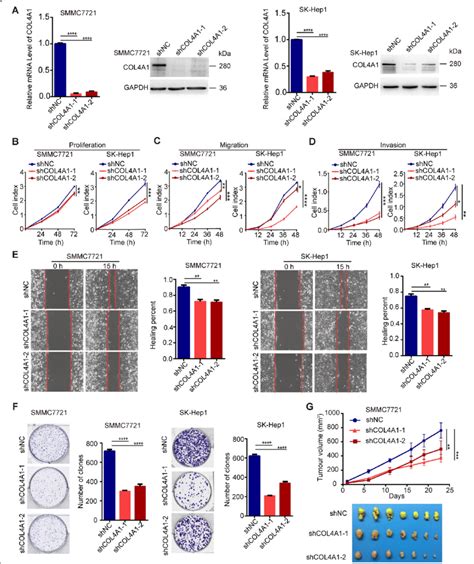 Col A Knockdown Inhibits The Proliferation Migration And Invasion Of