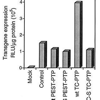 Southern Blot Analysis Of AAV Second Strand DNA Synthe Sis In HeLa