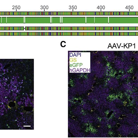 Evaluation Of AAV3b And AAV KP1 In The Humanized FRG HFRG Model A