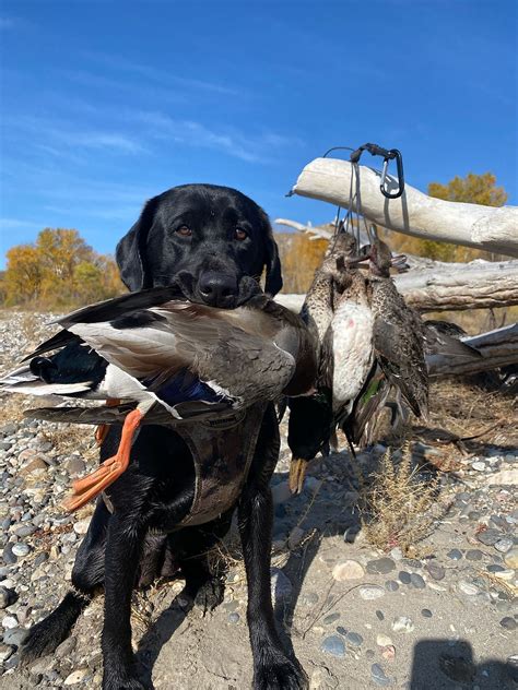 Diamond R Kennels Our Girls Montana Labs