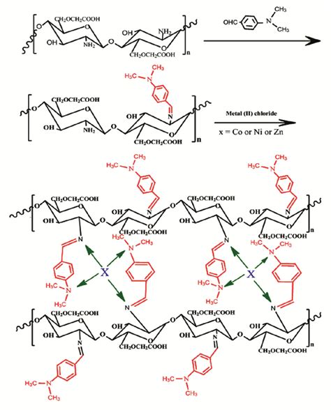 Structure Of Carboxymethyl Chitosan Schiff Base And Its Co II Ni II