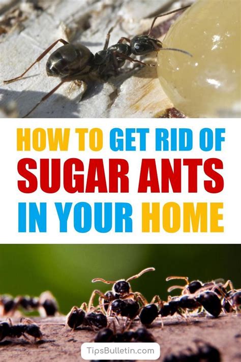 11 Creative Ways To Get Rid Of Sugar Ants Sugar Ants Ants Baking Soda