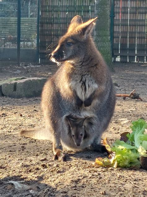 Vogelpark Viernheim Aktuelles