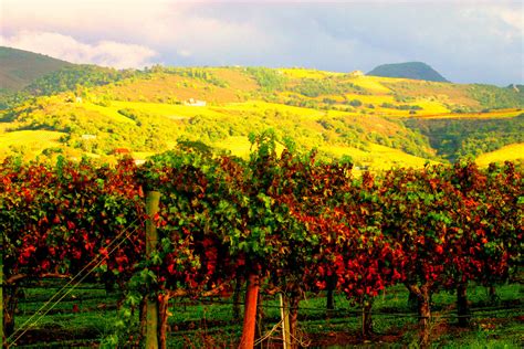 Wine Country Treasures: Travel to Napa Valley