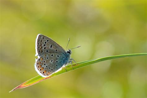 Borboleta Azul Comum Foto Gratuita No Pixabay