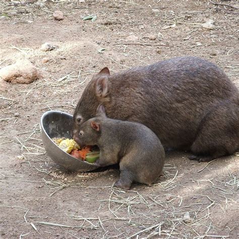 The Fascinating Science Behind Wombat Poop's Cube Shape