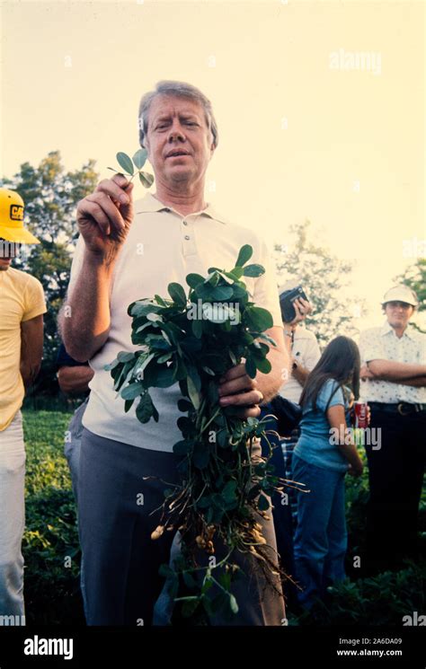 President Jimmy Carter On His Peanut Farm Holding A Peanut Plant 1977